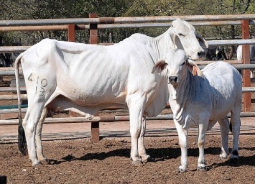 1+1X GREY BRAHMAN COW & CALF LETSOMO BRAHMANS STUD