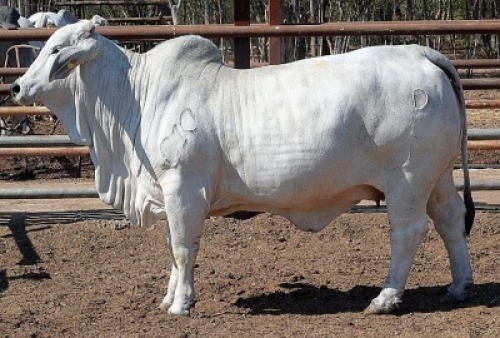 1X GREY BRAHMAN HEIFER LETSOMO BRAHMANS STUD