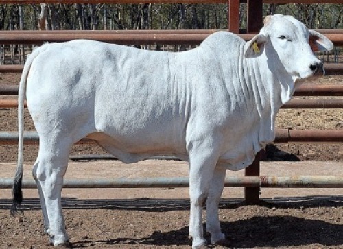 1X GREY BRAHMAN HEIFER LETSOMO BRAHMANS STUD
