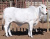 1X GREY BRAHMAN HEIFER LETSOMO BRAHMANS STUD