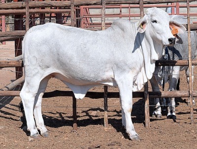 1X GREY BRAHMAN HEIFER LETSOMO BRAHMANS STUD