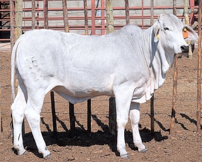 1X GREY BRAHMAN HEIFER LETSOMO BRAHMANS STUD