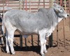 1X GREY BRAHMAN HEIFER LETSOMO BRAHMANS STUD