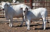 1+1X GREY BRAHMAN COW & CALF LETSOMO BRAHMANS STUD