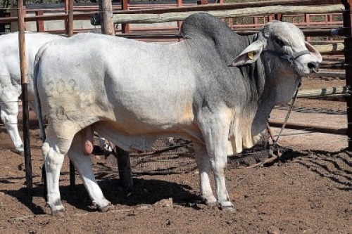 1X GREY BRAHMAN BULL LETSOMO BRAHMANS STUD