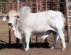 1X GREY BRAHMAN BULL LETSOMO BRAHMANS STUD