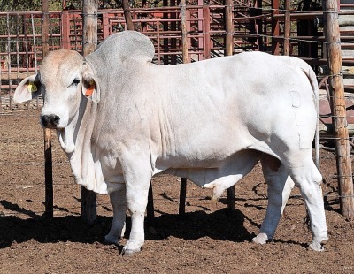 1X GREY BRAHMAN BULL LETSOMO BRAHMANS STUD