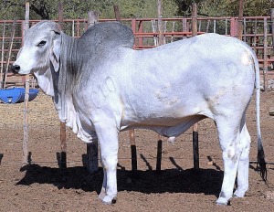 1X GREY BRAHMAN BULL LETSOMO BRAHMANS STUD