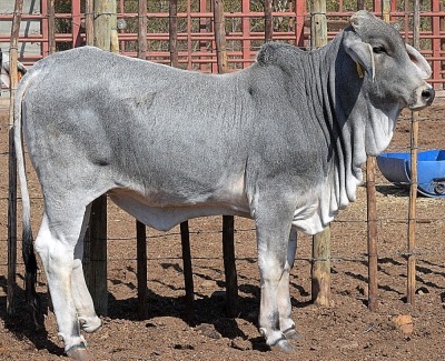 1X GREY BRAHMAN HEIFER LETSOMO BRAHMANS STUD