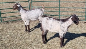 2X CAPE SKILDER FEMALE ZZV Boerdery