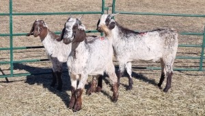 3X CAPE SKILDER FEMALE ZZV Boerdery