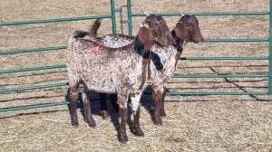 2X CAPE SKILDER FEMALE ZZV Boerdery