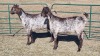 2X CAPE SKILDER FEMALE ZZV Boerdery