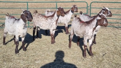 5X CAPE SKILDER FEMALE ZZV Boerdery