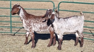 2X CAPE SKILDER FEMALE ZZV Boerdery