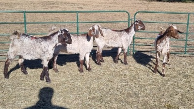 4X CAPE SKILDER FEMALE ZZV Boerdery