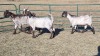 3X CAPE SKILDER FEMALE ZZV Boerdery