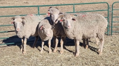 5X MARINO FEMALE Pieter van den Kamp