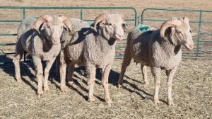 4X MARINO MALE Pieter van den Kamp