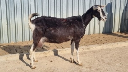 1X MELKBOK FEMALE Corn&eacute; du Plessis