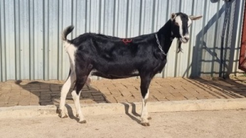 1X MELKBOK FEMALE Corn&eacute; du Plessis