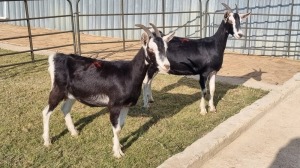 2X MELKBOK FEMALE Corné du Plessis