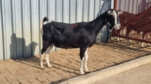 1X MELKBOK FEMALE Corn&eacute; du Plessis