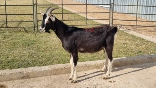 1X MELKBOK MALE Corn&eacute; du Plessis