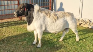 1X DORPER MALE Coise Delport