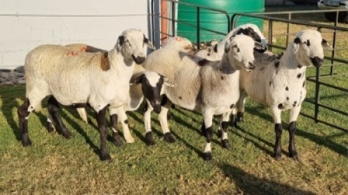 5X MEATMASTER FEMALE Coise Delport