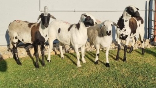 4X MEATMASTER FEMALE Coise Delport