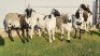4X MEATMASTER FEMALE Coise Delport