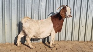 1X BOERBOK FEMALE Corné du Plessis