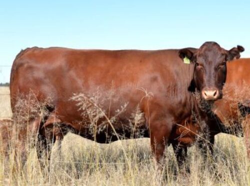 LOT 24 - HOT 150104 - FEMALE