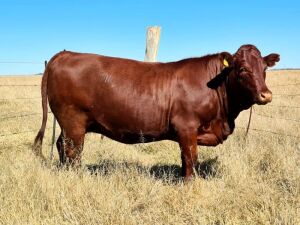 LOT 44 - HOT 190008 - Pregnant Heifers