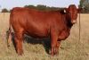 LOT 45 - HOT 190013 - Pregnant Heifers