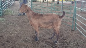 1X KALAHARI RED FEMALE