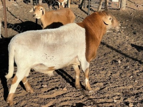 1X MEATMASTER MALE Corn&eacute; van Tonder