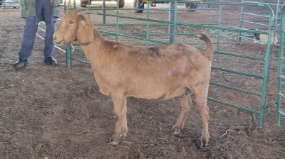 1X KALAHARI RED FEMALE