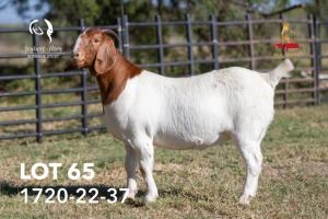 1X BOERGOAT PREGNANT STUD 39-288 DOE JOUBERT HORN BOERGOAT STUD