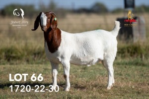 1X BOERGOAT PREGNANT FLOCK TEAT 42-216 DOE JOUBERT HORN BOERGOAT STUD