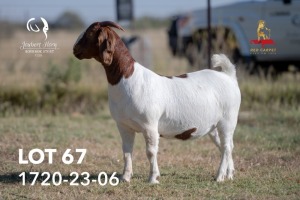 1X BOERGOAT PREGNANT FLOCK COLOR 39-228 DOE JOUBERT HORN BOERGOAT STUD