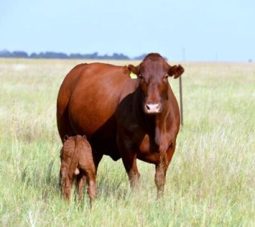 LOT 34&nbsp;&nbsp;- HOT 180031 - Cows with Calves