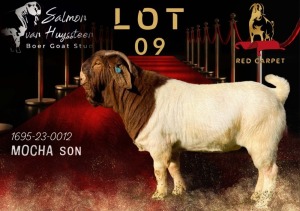 1X BOERGOAT STUD 17-489 BUCK SALMON VAN HUYSSTEEN BOER GOAT STUD