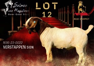 1X BOERGOAT STUD 17-487 BUCK SALMON VAN HUYSSTEEN BOER GOAT STUD