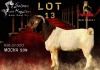 1X BOERGOAT FLOCK 17-155 BUCK SALMON VAN HUYSSTEEN BOER GOAT STUD