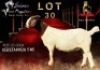 1X BOERGOAT STUD 17-478 DOE SALMON VAN HUYSSTEEN BOER GOAT STUD