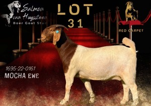 1X BOERGOAT STUD 17-476 DOE SALMON VAN HUYSSTEEN BOER GOAT STUD