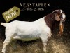 1X BOERGOAT STUD 39-111 DOE SALMON VAN HUYSSTEEN BOER GOAT STUD - 3