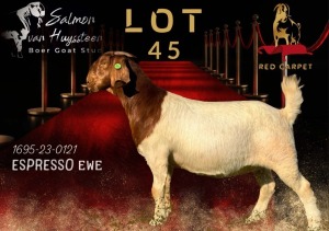 1X BOERGOAT FLOCK 17-170 DOE SALMON VAN HUYSSTEEN BOER GOAT STUD